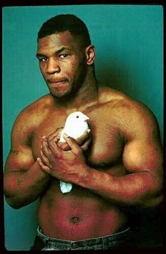 Tyson, les pigeons et les poulets